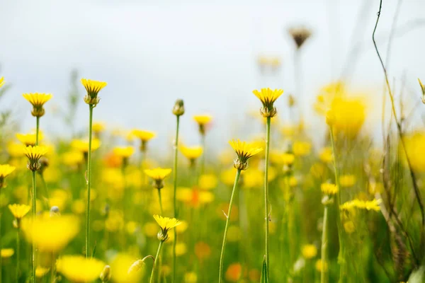 Sur le champ vert sans fin poussent des fleurs jaunes parfumées — Photo