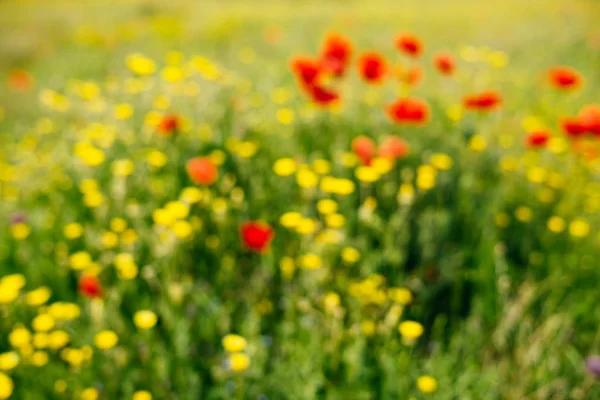 Sur le champ vert sans fin poussent des fleurs jaunes et rouges parfumées — Photo