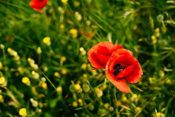 On the green field grow red and yellow fragrant flowers — Stock Photo, Image