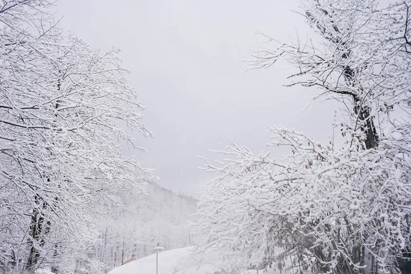 在遥远的寒冷的北方, 树木和树林散落着白雪 — 图库照片