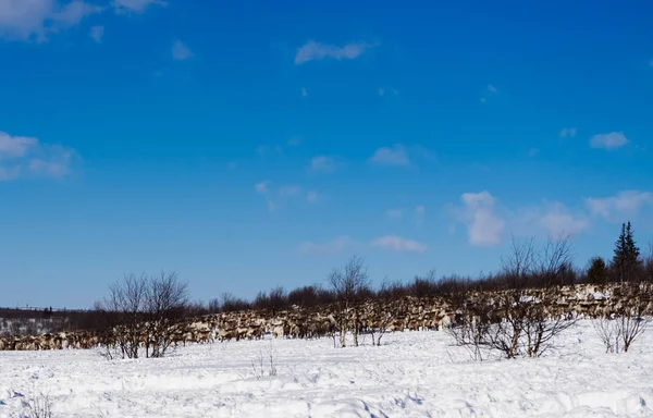 Nell'estremo freddo nord, una mandria di renne selvatiche corre attraverso il campo innevato, sotto il cielo azzurro — Foto Stock