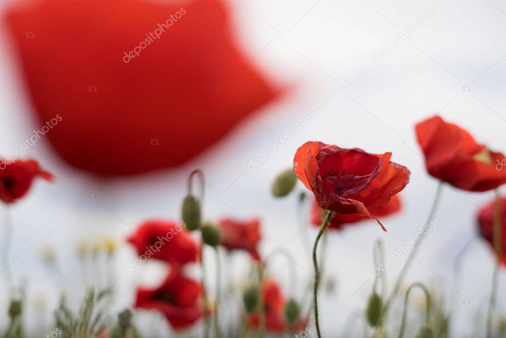 on the field under the gray sky grow red fragrant flowers