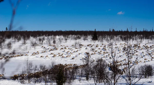 Uma manada de veados contra o fundo de um campo coberto de neve — Fotografia de Stock