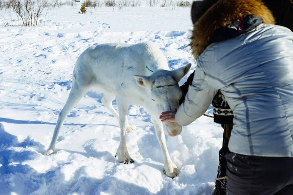 En kvinna strök en kalv på bakgrunden i ett snötäckt fält — Stockfoto