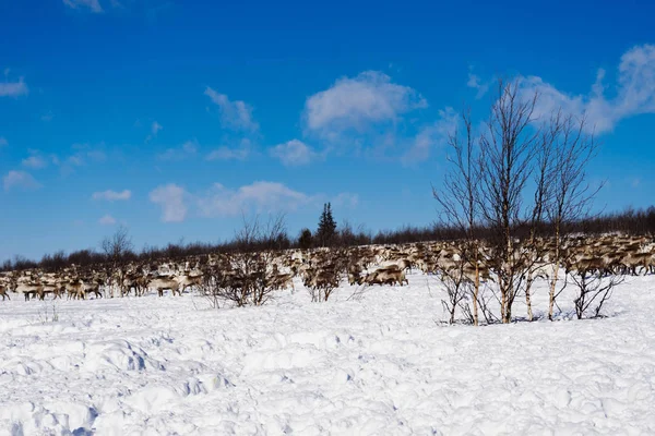Uma manada de veados contra o fundo de um campo coberto de neve em um dia ensolarado — Fotografia de Stock
