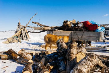 yakacak odun ile bir arabası arka plan üzerinde köpek