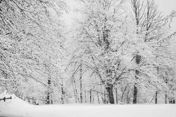 Зимний заснеженный лес в морозный день — стоковое фото