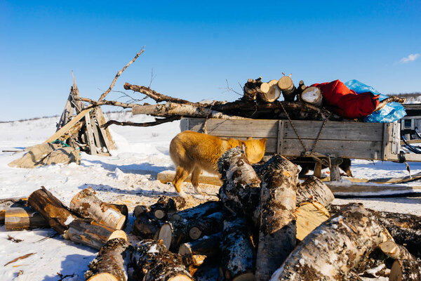 dog on the background of a trolley with firewood