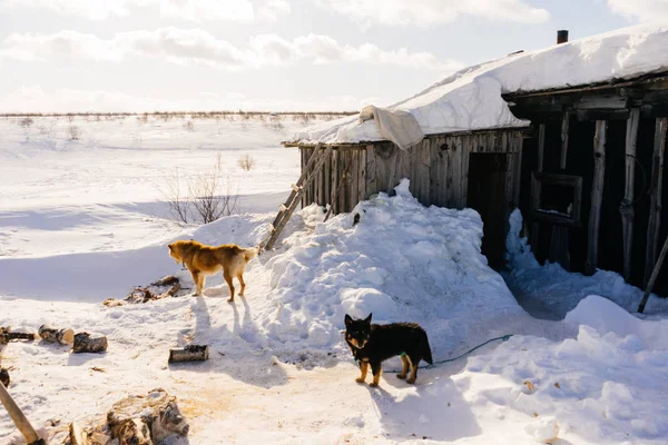 In the far cold north everything is covered with white snow, dogs guard a wooden house — Stock Photo, Image