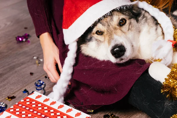 Joven se sienta en el suelo con su gran perro, celebra el nuevo año 2018 y la Navidad — Foto de Stock