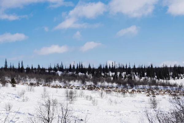 На далекій холодній півночі, стадо диких оленів проходить через засніжене поле — стокове фото