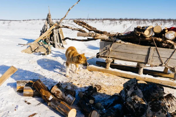 No norte frio distante tudo é coberto com neve branca, os cães guardam — Fotografia de Stock