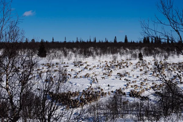 I långt kalla norr körs en flock vilda renar över snötäckta fältet — Stockfoto