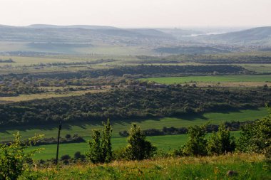 sıcak yaz hava, sonsuz yeşil alanlar ve ağaçlar
