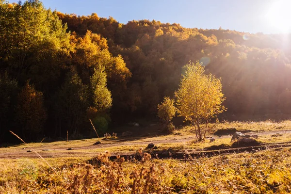 Natureza inspiradora, floresta de outono e árvores ao sol — Fotografia de Stock