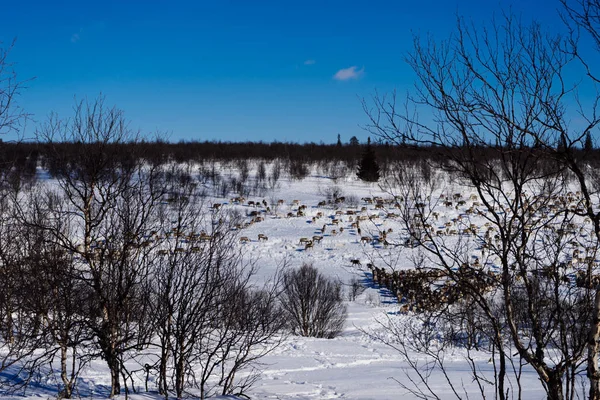 Nell'estremo freddo nord, una mandria di renne selvatiche corre attraverso il campo innevato, sotto il cielo azzurro — Foto Stock