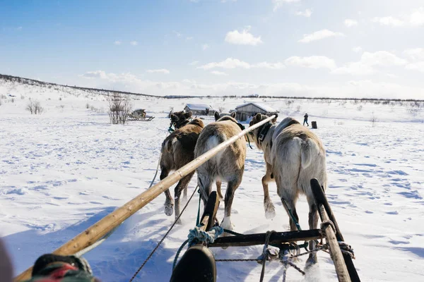 I långt kalla norr driver en släde med rådjur över snötäckta fältet — Stockfoto