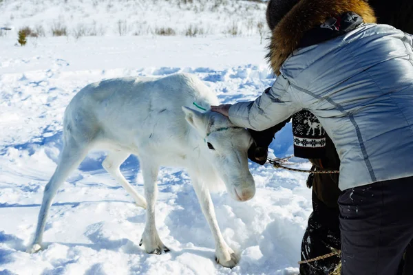 Дівчина подорожує холодною півночі, інсультує молодого оленя — стокове фото