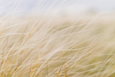 sahada kulakları rüzgardan sallanan