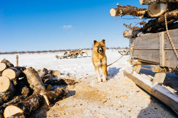 Dans le grand froid du nord sur un champ enneigé il y a des chiens, sous un ciel bleu — Photo