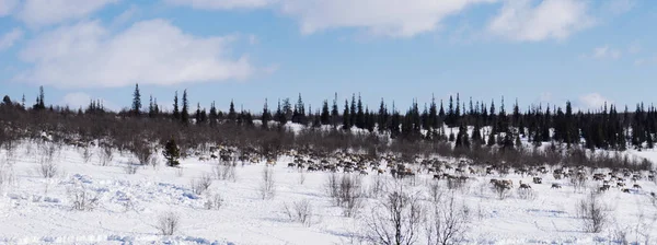 Uma manada de veados contra o fundo de um campo coberto de neve na floresta — Fotografia de Stock