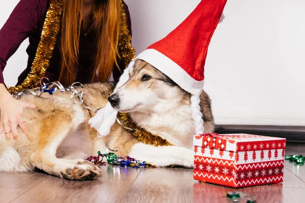 Женщина, сидящая рядом с собакой в новогодней кепке — стоковое фото