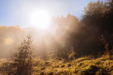 küçük çam ağacı orman arka plan üzerinde