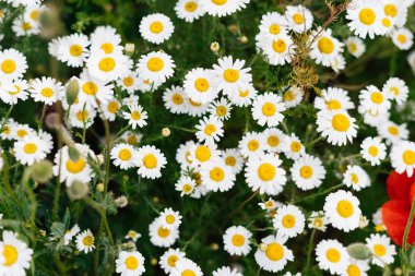 bir sürü beyaz papatya çiçek yeşil bir arka plan üzerinde