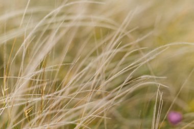 alanın arka planı kuru ot