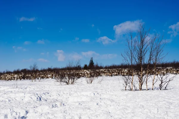 Uma manada de veados contra o fundo de um campo coberto de neve — Fotografia de Stock