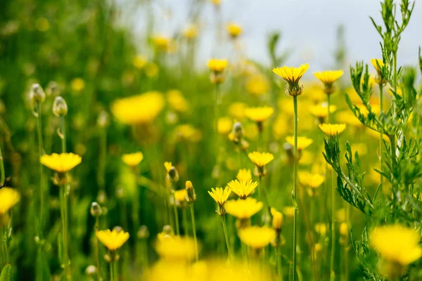 Fleurs jaunes sur un fond de champ vert — Photo