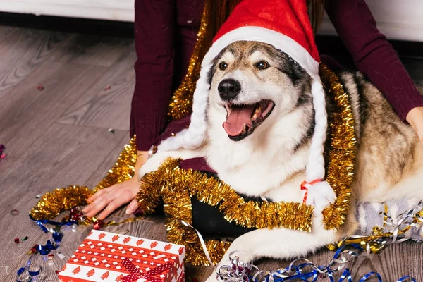 The dog in the New Year 's cap is next to the presents — стоковое фото