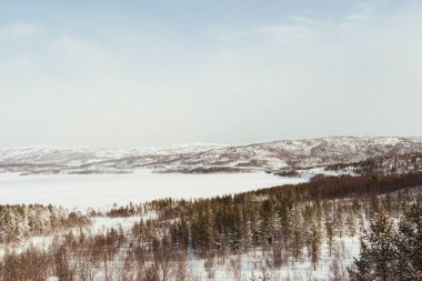 Orman karla kaplı dağlar arka plan üzerinde