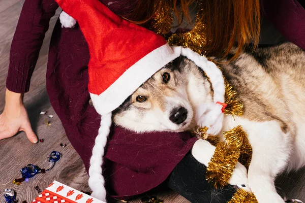 Собака в новогодней шапочке лежит на руках женщины — стоковое фото