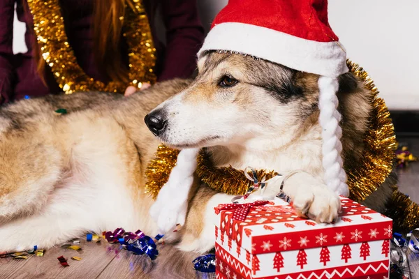 新年帽上的狗是旁边的礼物 — 图库照片