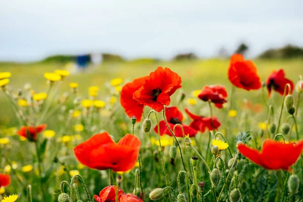 Red poppies on a background of green grass — Stock Photo, Image