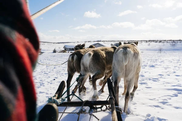 Une équipe de cerfs dans un champ enneigé par une journée ensoleillée — Photo