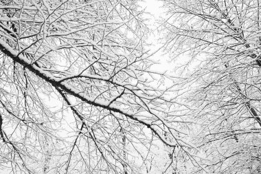 karla kaplı dallarında ağaçlar, yeni yıl ağaçları, orman