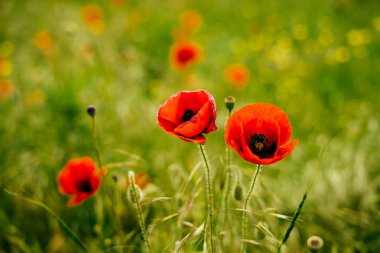 yeşil alan arka plan üzerinde kırmızı haşhaş çiçekleri