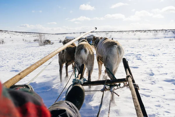 Uma equipe de veados no fundo de um campo coberto de neve em um dia ensolarado — Fotografia de Stock