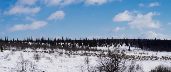 Un branco di cervi sullo sfondo di una foresta invernale innevata — Foto Stock