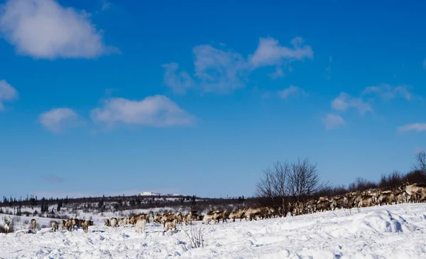 Ένα κοπάδι ελαφιών φόντο ένα χιονισμένο πεδίο — Φωτογραφία Αρχείου