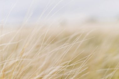 alanın arka planı kuru ot