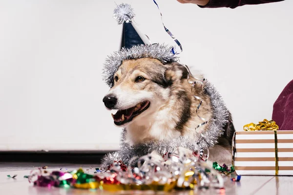 El perro en la gorra de fiesta sobre el fondo de los regalos — Foto de Stock