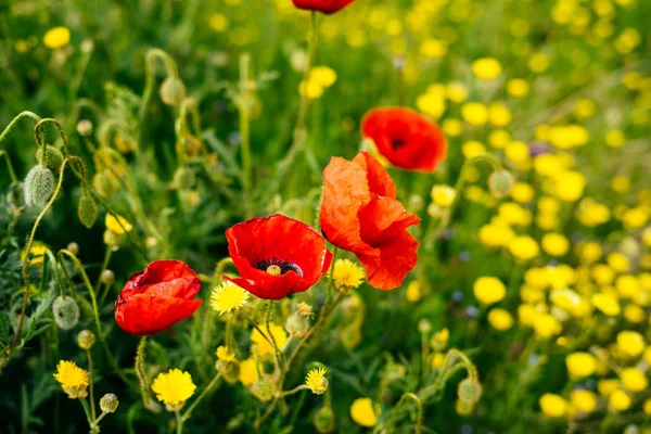 A zöld mező nőnek illatos piros és sárga virágok — Stock Fotó