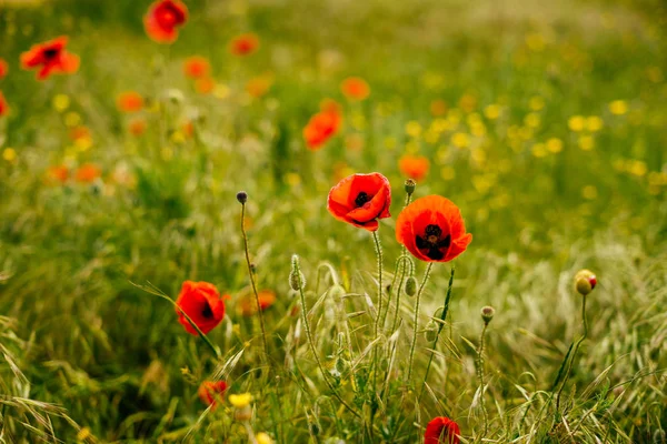 On the green field grow red and yellow fragrant flowers — Stock Photo, Image