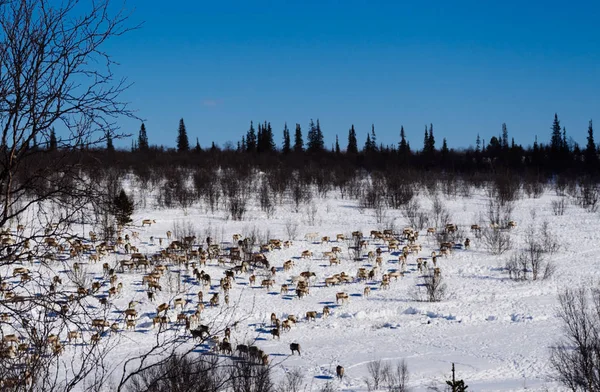 I långt kalla norr, längs en vita snötäckta fältet, en flock av renar — Stockfoto