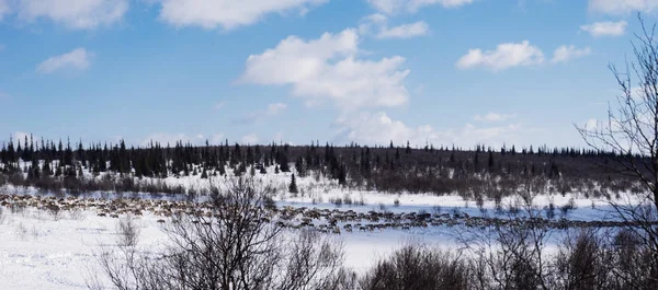 No extremo norte frio sobre um campo coberto de neve branco corre uma manada de veados, céu azul e natureza de inverno — Fotografia de Stock