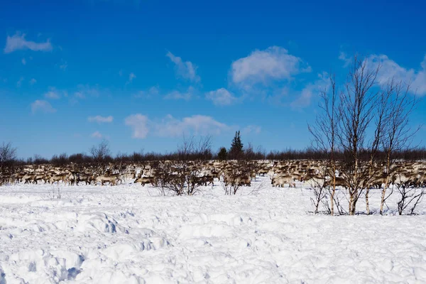 Nell'estremo freddo nord, su un bianco campo innevato, corre una mandria di renne selvatiche — Foto Stock