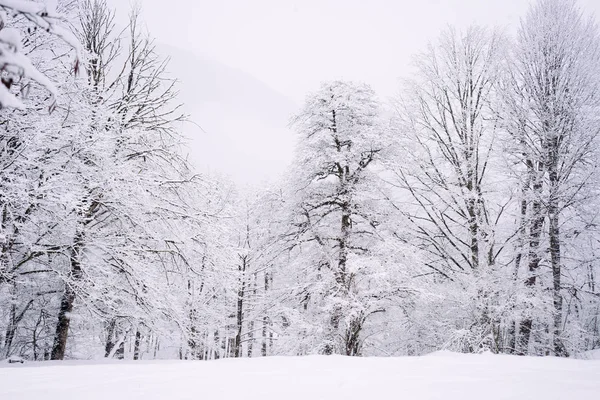 In het veel koude noorden, zijn bomen in het bos bedekt met witte sneeuw, winter natuur — Stockfoto
